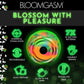 Bloomgasm Glow Rose Glow In The Dark Rechargeable Clitoral Pressure Wave Stimulator - Rainbow