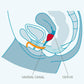Fun Factory Fun Cup Size B - Silicone Menstrual Cup